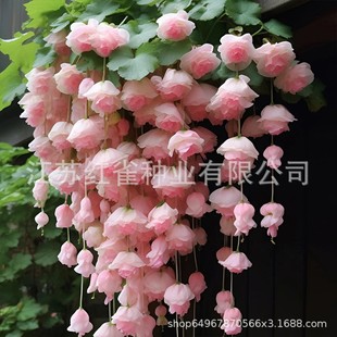 ���z���Ļ��N��������ֲ���׻��ļ��N�_���N�_���҃�����ֲ�ﻨ��