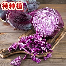 精品无空心紫甘蓝优质紫包菜基地蔬菜代种植长期集采订单托管服务