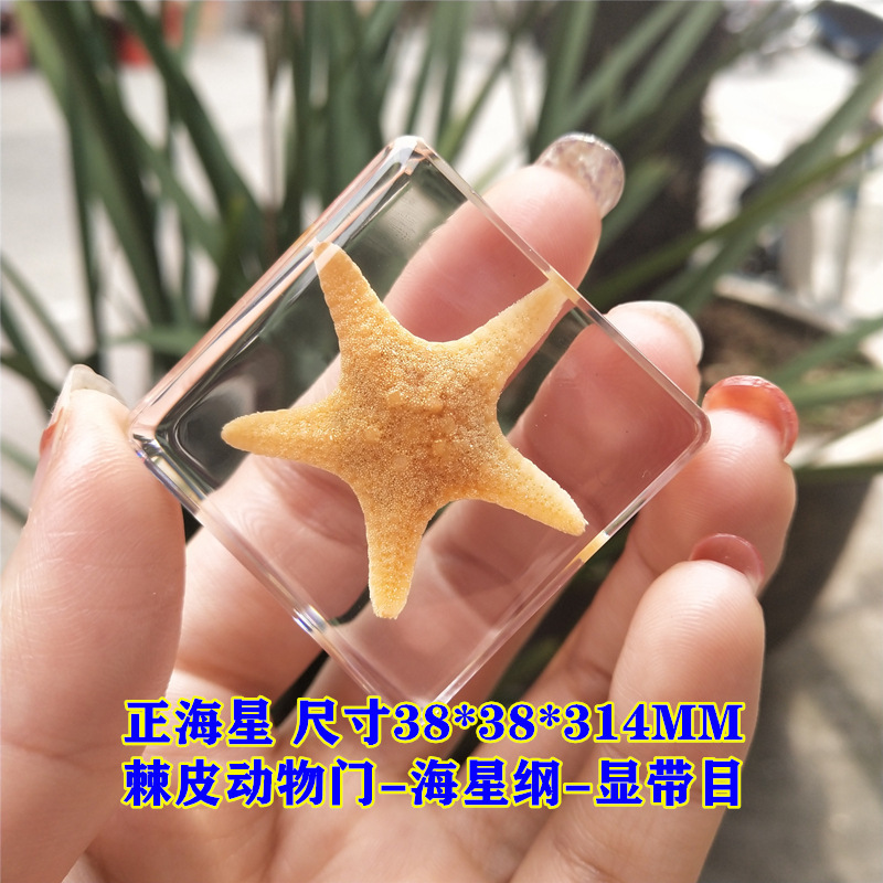 브라운 포지티브 불가사리 60%