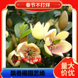 一件代发四季开花含笑花苗盆栽浓香型客厅室内花卉观花植物庭院树