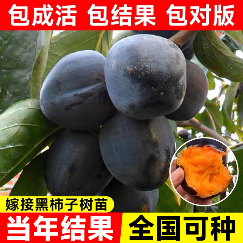 柿子树果苗黑柿子嫁接苗新品种果树南北方耐寒脆柿子树苗庭院盆栽