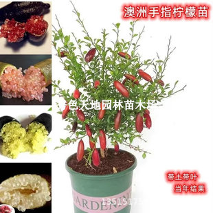 ��ָ���ʘ�����Ʒ�N�t��ָ���~���u�ļ��Y�������m���ϱ��Nֲ����