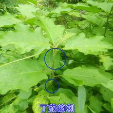 野生丁茄 丁茄根 丁茄枝叶 刺天茄 大叶颠茄 500克枝叶生品