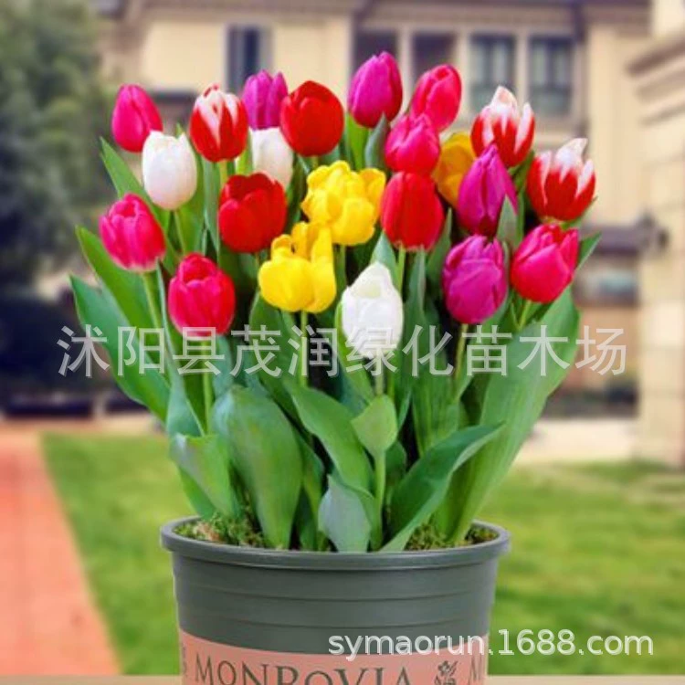 Оптовая Тюльпан Семян Мяч Двор Осенний Цветок Морское Выращивание Балкон Горшечный Цвет Семена Тюльпана
