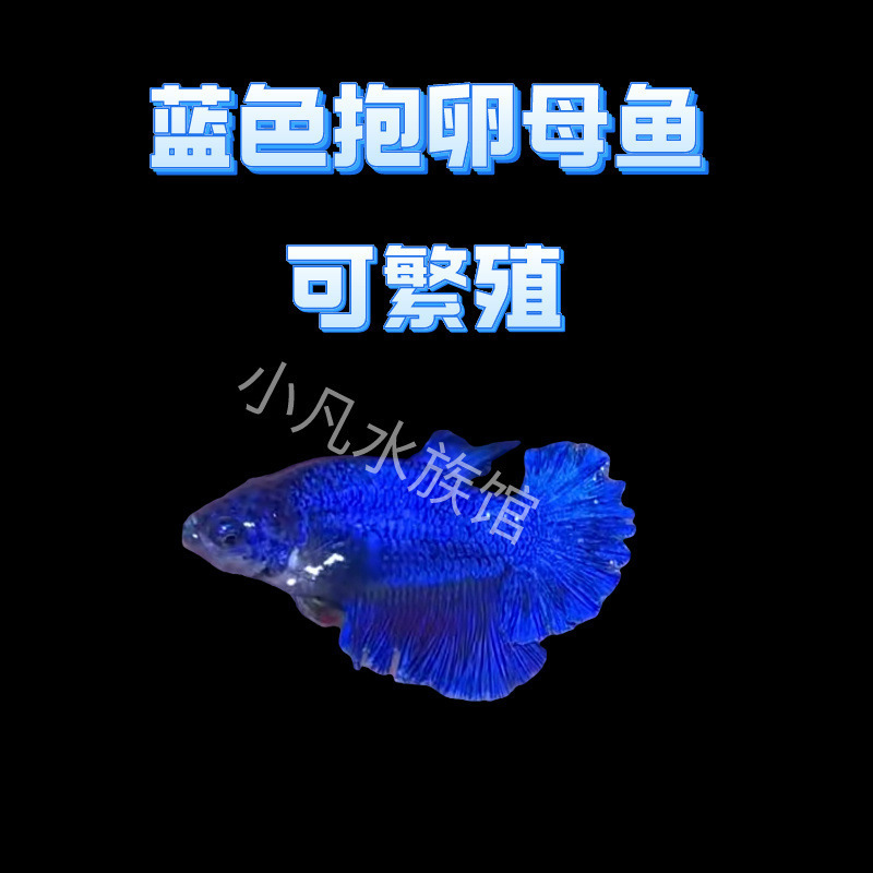 泰国斗鱼仙女款纯白半月超美网红小型淡水热带冷水观赏鱼好养耐活|undefined