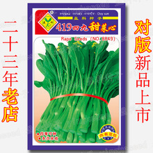 四九菜心种籽厂家大量批发小菜园蔬菜籽菜心芥兰青菜四季阳台盆栽