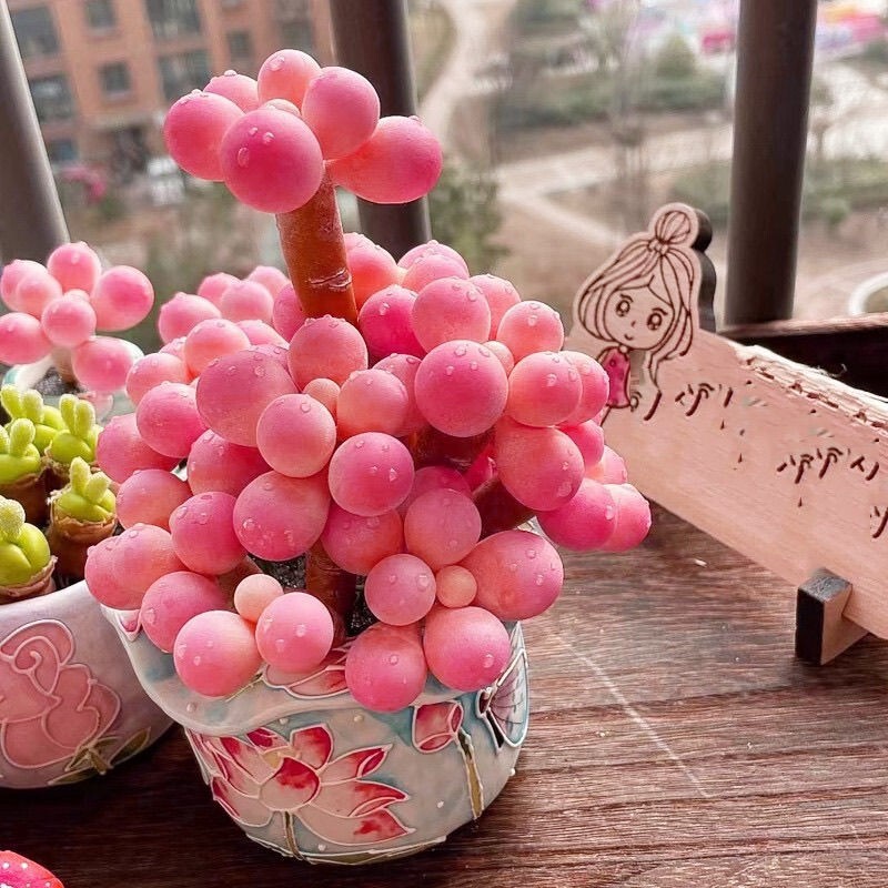 Tangyuan Cheese Korean Imported Succulent Plant Succulent Novice Combination Potted Plant Office Flower Radiation Protection