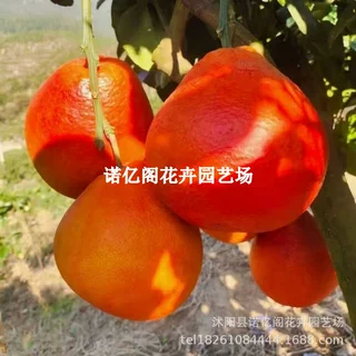 正宗清香泰国暹罗红柚树苗红心柚子南北方种植红皮盆栽地栽柚子苗