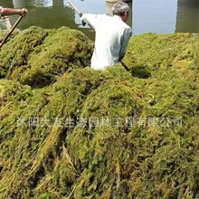 金鱼藻 沉水植物 金鱼草 鱼缸造景 水体净化水生植物 承接工程