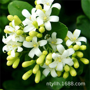 Nine-Mile Incense Potted Plant with Buds, Old Pile, Four-Season Seven-Mile Incense Clairvoyant Sapling, Indoor Flowering Flower, Mosquito Repellent Green Plant