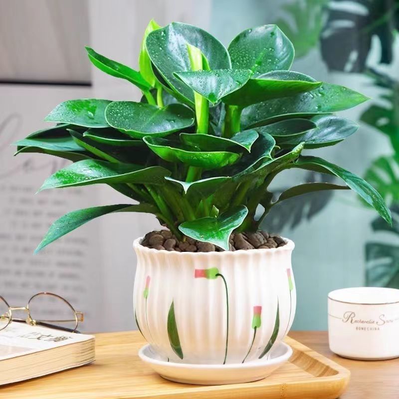 엄선된 마약왕 + 메인사진 흙이 담긴 세라믹 세면대 + 영양액