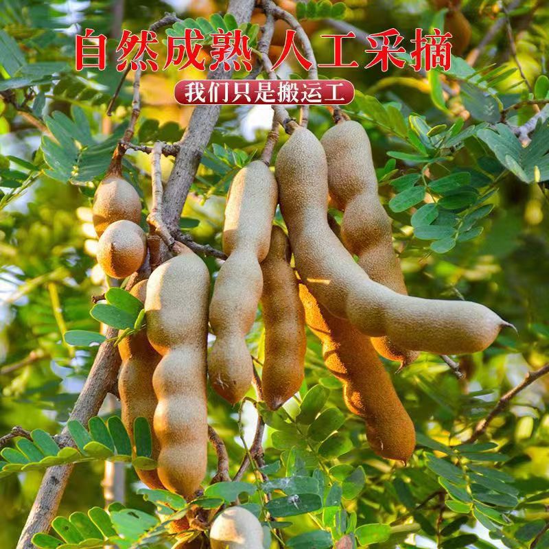 批发 代发 云南特产酸甜角500克酸角大王孕妇零食必备罗望子带壳