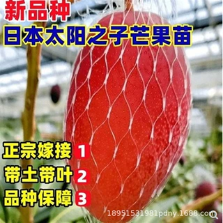大青芒树苗四季芒果苗果子好吃香甜结果盆栽地栽当年结果当年结果