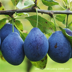 法兰西西梅树苗盆栽地载当年结果果树苗南北方种植西梅李子果树苗