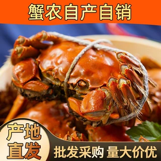 江苏鲜活螃蟹源头蟹农自产自销 母蟹3.5两 8只礼盒装批发量大价优