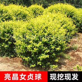 批发亮晶女贞球道路花坛绿篱绿化工程四季种植青叶女贞金叶女贞球