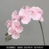 European Phalaenopsis light powder