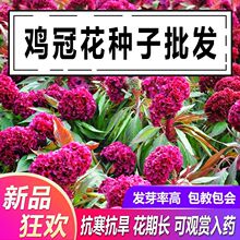 ɢ�b�tɫ��ɫ�^���u�ڻ��N�Ӵ��ﲥ�Nֲ�ﾰ�^�G�����ܷN����