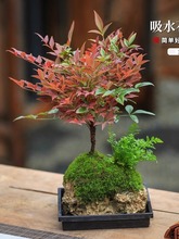 水培南天竹吸水石盆景附石盆栽文竹发财树假山桌面绿植水陆缸造景