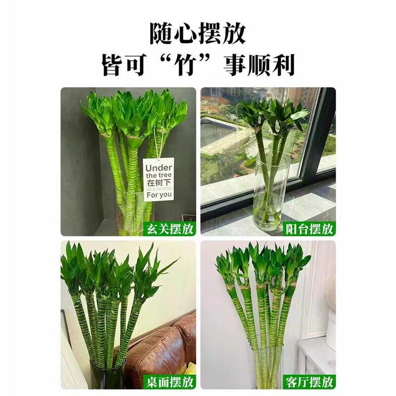 文昌竹龍竹、根付き富竹、輸送竹、水生植物、リビングルーム、室内鉢植え、水耕緑植物|undefined