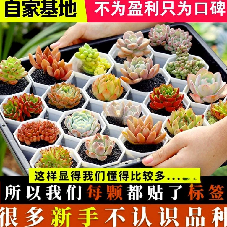 Оптовые крупные суккуленты в горшках с комбинированным основанием Lithops Jade Dew, собственного производства и продажи.