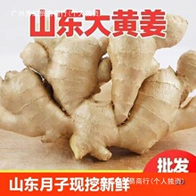 山东大姜老姜生姜月子姜风干姜现挖鲜姜老黄姜食用批发潮流
