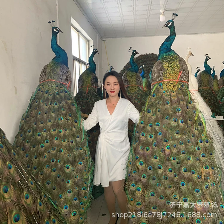 Сколько стоит цена украшения образца павлина для продажи окно Павлин образец цена Павлин образец украшения гостиной