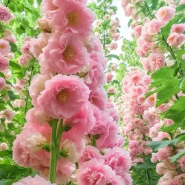 种子;草种子;草坪