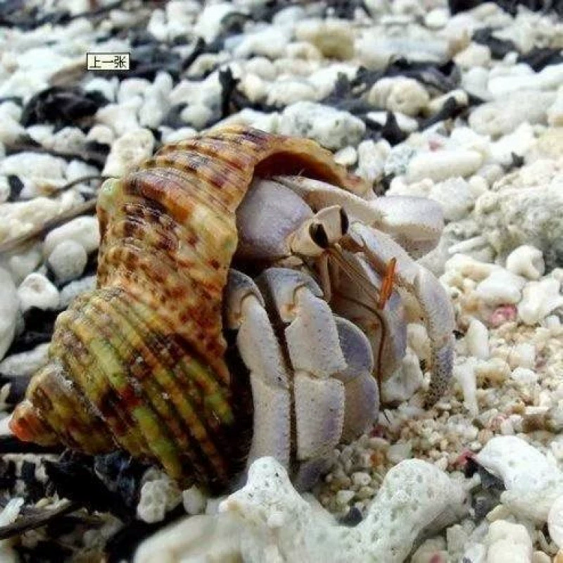 Дети-ленивцы домашние морские крабы пресноводные ягоды короткий запястье серо-белый темно-фиолетовый декоративные крабы бесплатная доставка