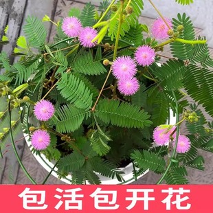 �ļ����߲ݷN�Ӻ��߲�����ݻ��N�ӌW������ͥԺ�̨���Ժ������