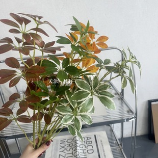 �����zƬ�lؔ�~��c�Gֲ���~����ֲ�ﲼ������F�����������~