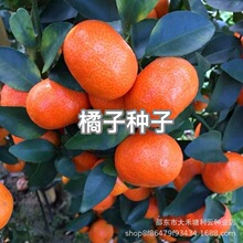 ���ӷN��С�����Ӽt�۽��ؕ��ɰ����ˮ������