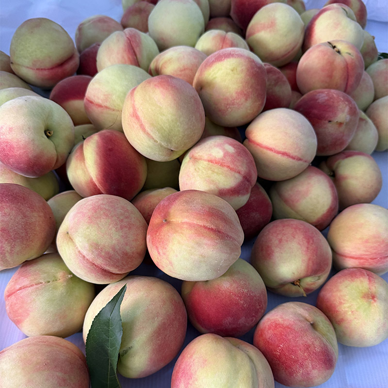 Gutian Watermelon Peaches, Fresh Peaches, Crisp, Sweet, and Juicy White Peaches, Seasonal Summer Fruit, Direct Delivery Via Sf Express Gutian Watermelon Peaches, Fresh Peaches, Crisp, Sweet, and Juicy White Peaches, Seasonal Summer Fruit, Direct Delivery Via Sf Express