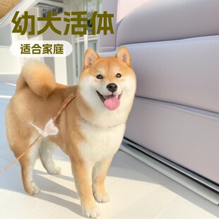 ���＃�N��Ȯ��Ȯ���wС��Ȯ��Ȯ ���� �����ձ���ɫ��Ȯ���w����