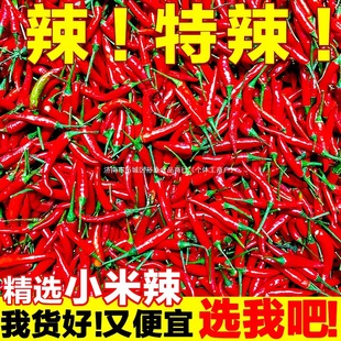 С���������r5������С�׽����콷������Ƥ���t����ָ�콷�⽷