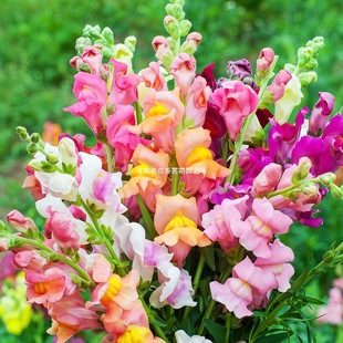 ��ʽ��~�ݷN�Ӱ����^�����ȸ�{�ӻ��ѿ��л������̨���Դ��ﲥ