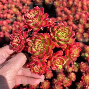 �ف�9cm�腢�����費�����l؛����ֲ�����ֱ�N�����