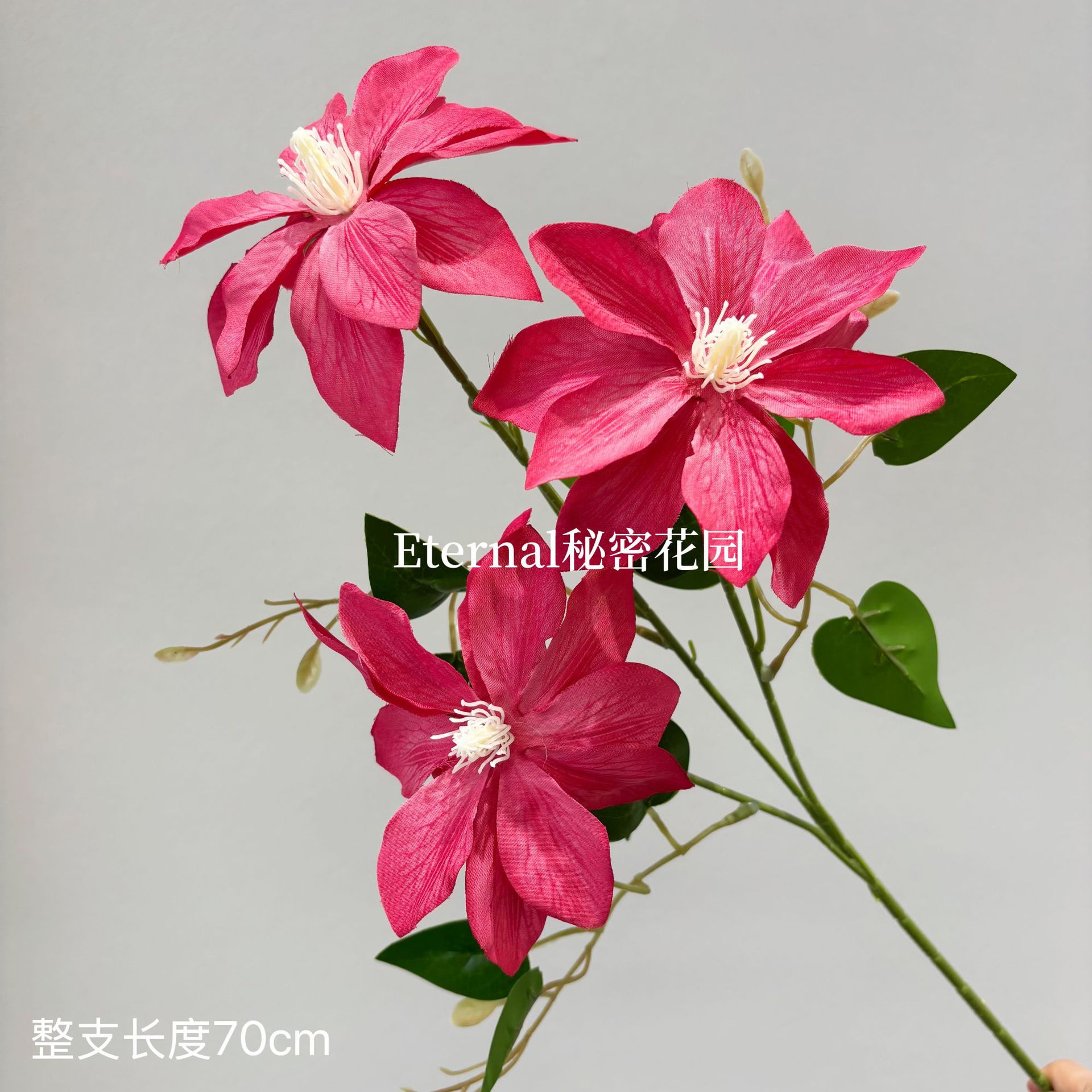 유화 클레마티스