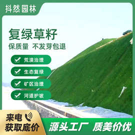 生态修复沙蒿扁穗冰草披碱草沙打旺草木犀紫花苜蓿柠条种子牧草