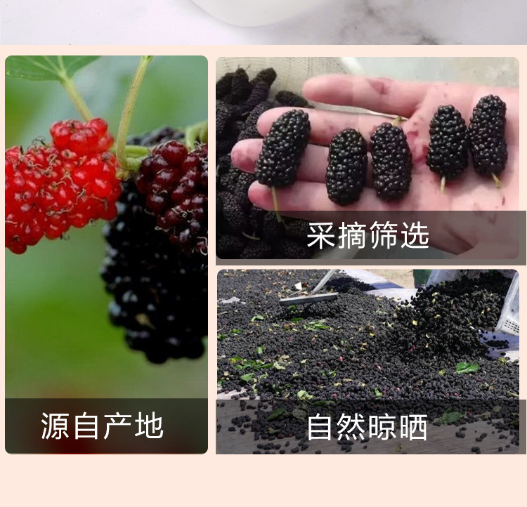 Mulberry Fruit Dried (Morus alba) — Ready-to-Eat Sang Shen 160g Jar, Sulfur-Free preparation