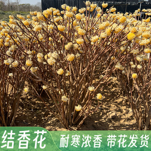 �Y��������ԽY�㻨��ͥԺ�G���ͺ��_���L�����������Y��������