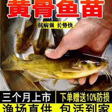 黄骨鱼苗淡水养殖食用活鱼辣丁昂刺冷水观赏小鱼苗包活到家