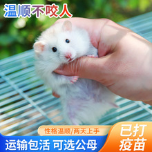 ϡ�г�ë�ܴ����������ܸ�Ҳ����ܳ��������������Լ���ֳ����