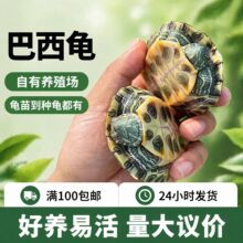 红耳巴西龟宠物龟摆摊活物大小乌龟龟苗乌龟家养宠物龟养殖场批发