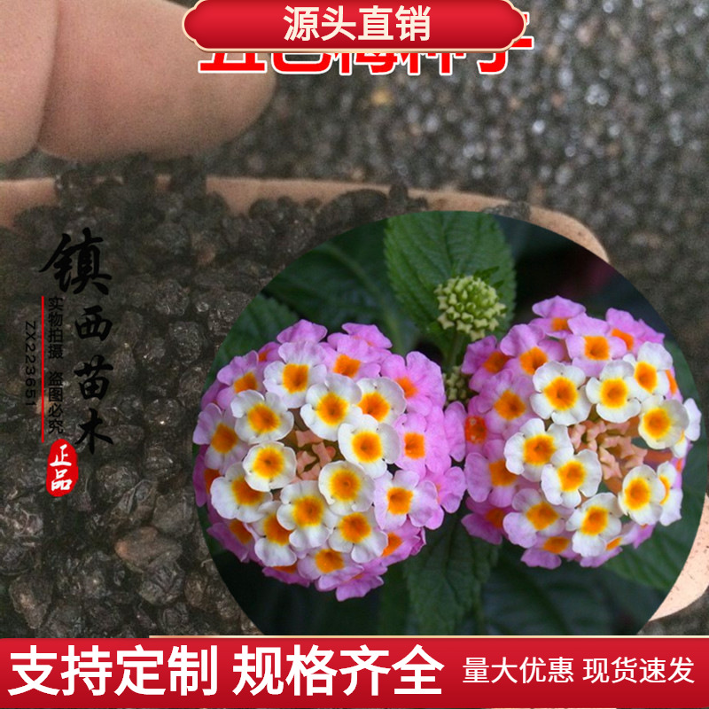 镇西苗木五色梅种子五雷丹五色绣球变色草马樱丹臭草七姐妹花卉