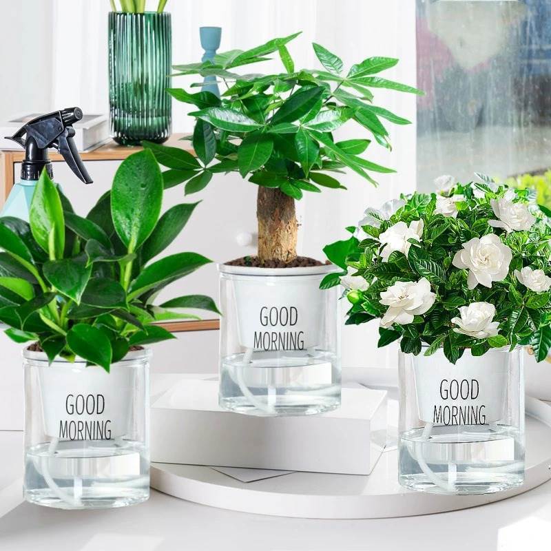 골든 다이아몬드 + 치자나무 + 머니트리 + 굿모닝 대야 3개 + 영양액