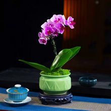 新款蝴蝶兰花盆盆景盆陶瓷盆栽肉肉绿植文竹专用菖蒲桌面多肉花盆