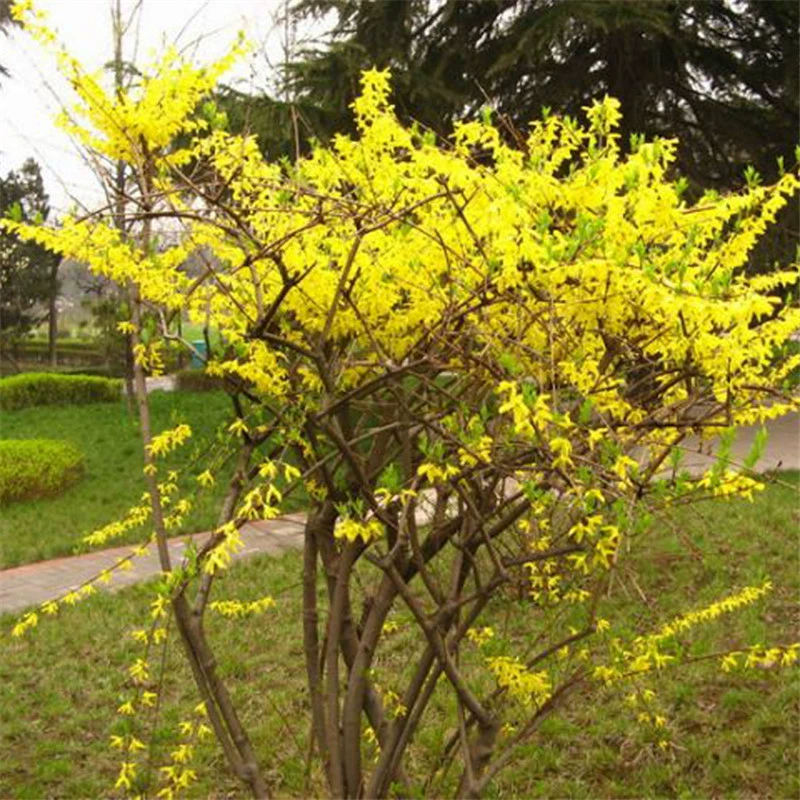 Саженцы жимолости, стебли желтых цветов, желтая долговечность, саженцы желтого тигра, золотой колокольчик, зеленеющие кустарники во дворе и саженцы дорожно-строительных работ.