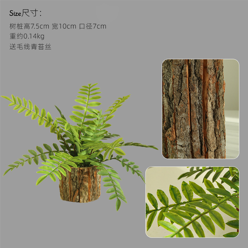 나무껍질 화분 - 높이 7.5cm, 봄비 잎 포함