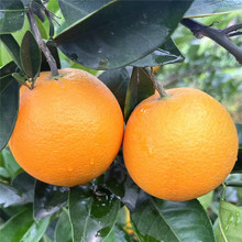 秭归九月红果冻橙子甜脐橙10斤橙子新鲜当季水果细腻化渣多汁秋橙